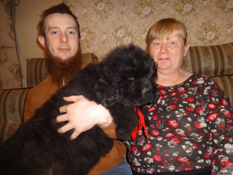 Фото: ньюфаундленд Ньюфорт Жорджия