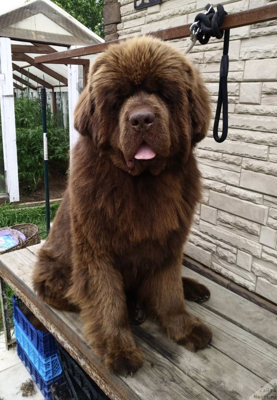 Фото: ньюфаундленд Браунблад  МСК Лион Лаби-Рони (Brownblood MSK Lyon Labi-Roni)