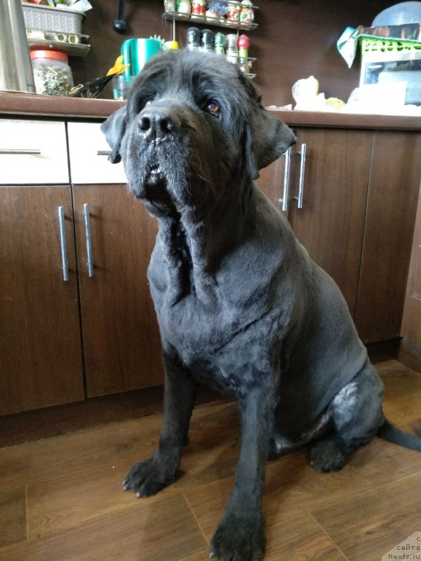 Фотография № 236389