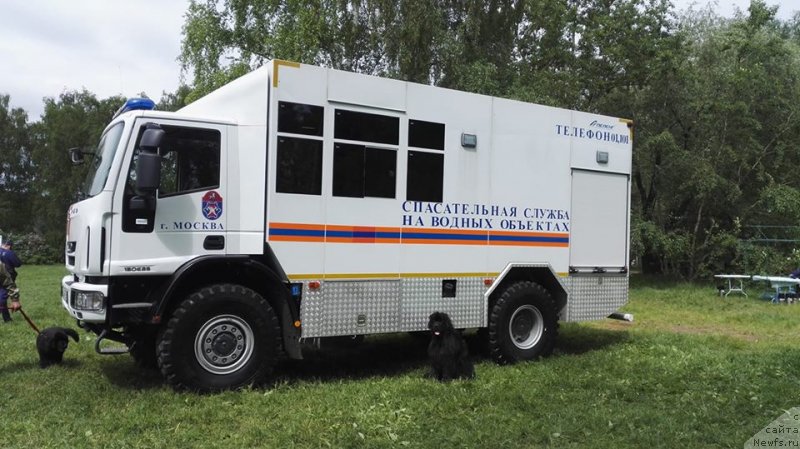 Фото: ньюфаундленд Ньюфорт Аманда Блум (Njufort Amanda Blum)