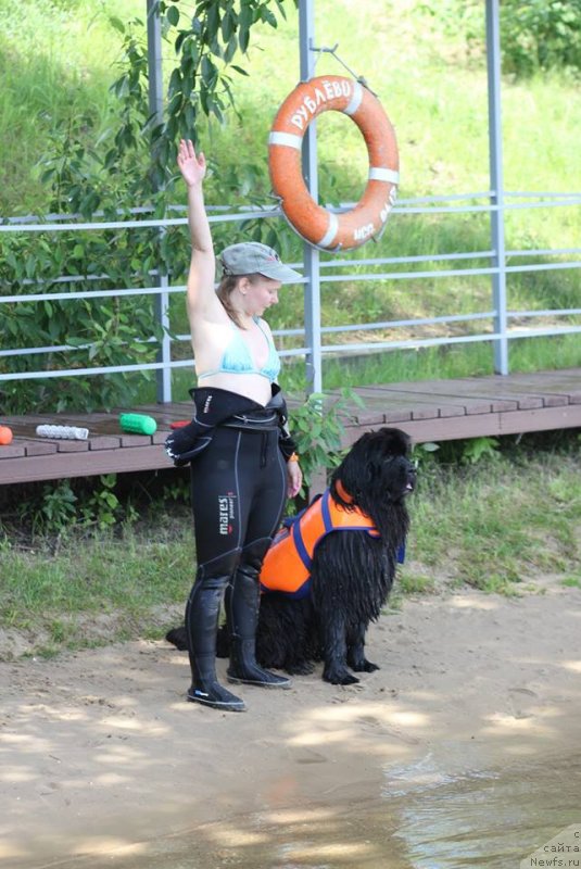 Фото: ньюфаундленд Ньюфорт Аманда Блум (Njufort Amanda Blum), Татьяна Розанова