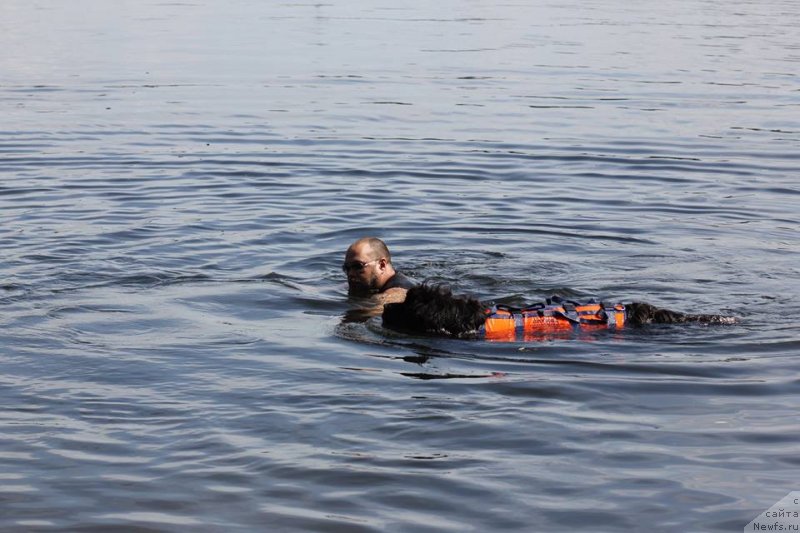 Фото: ньюфаундленд Ньюфорт Аманда Блум (Njufort Amanda Blum)