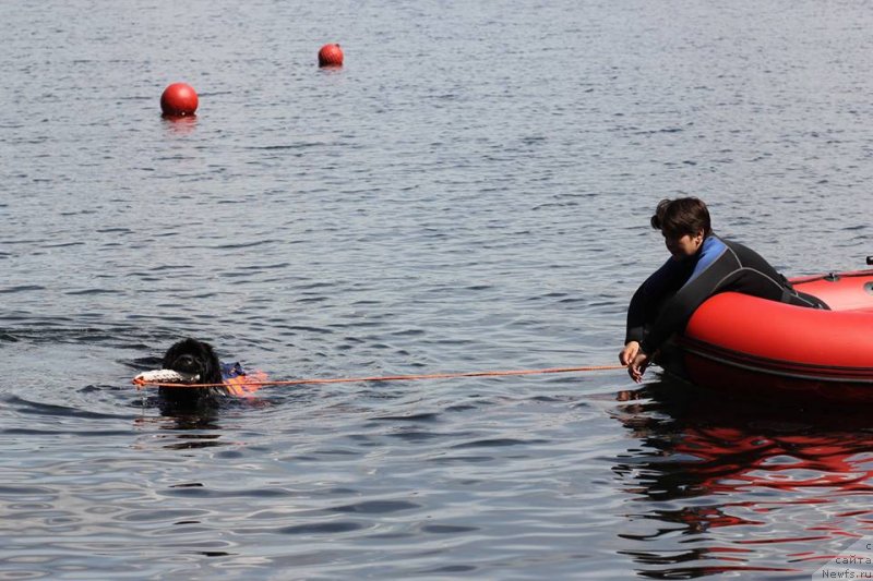 Фото: ньюфаундленд Ньюфорт Аманда Блум (Njufort Amanda Blum)