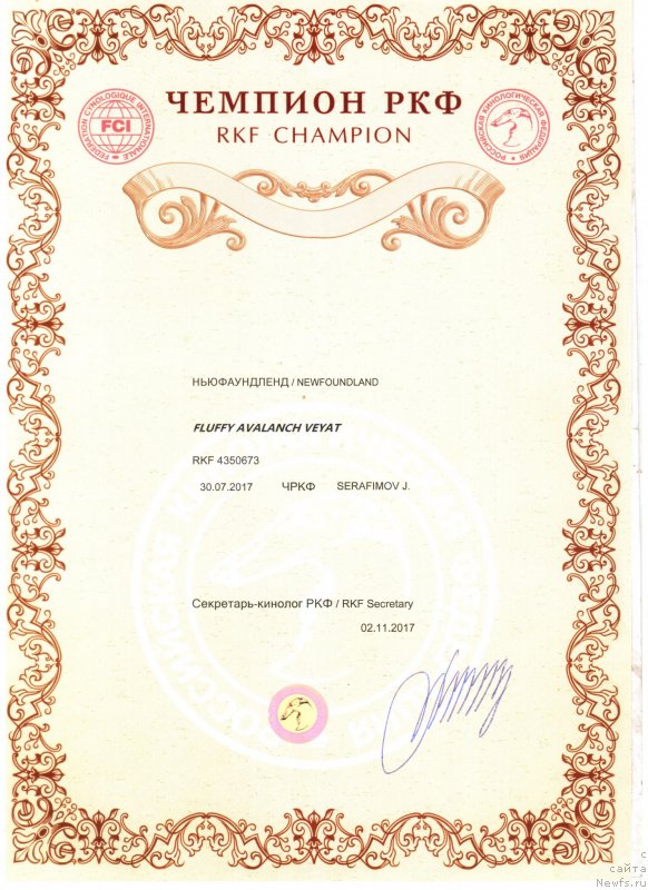 Фото: ньюфаундленд Флюфи Аваланч Веят (Fluffy Avalanch Veyat)