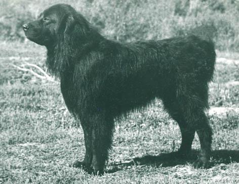 Фото: ньюфаундленд Чеборд Нигер