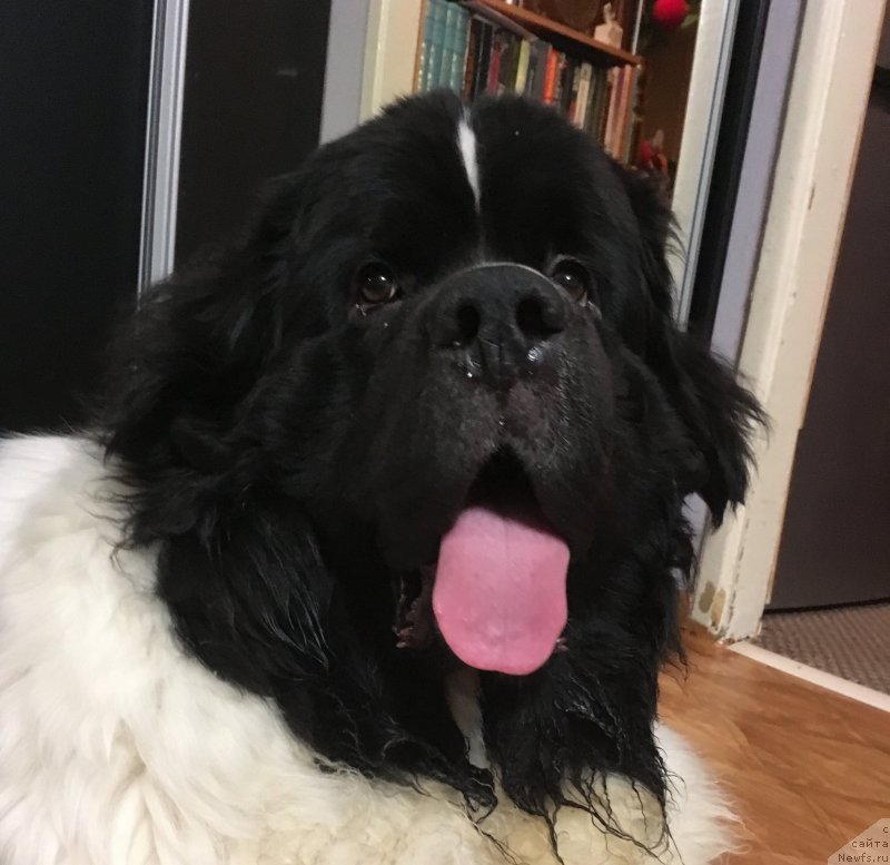 Фото: ньюфаундленд Вилмаринен от Карельских Медведей