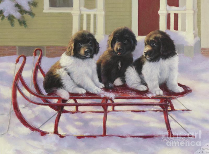 Фотография № 236404