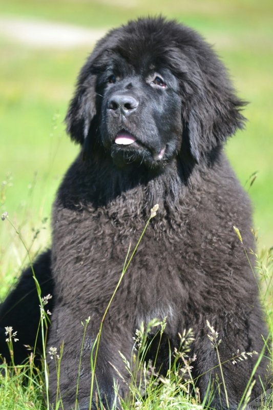 Фото: ньюфаундленд Лучший из Вятских Медведей
