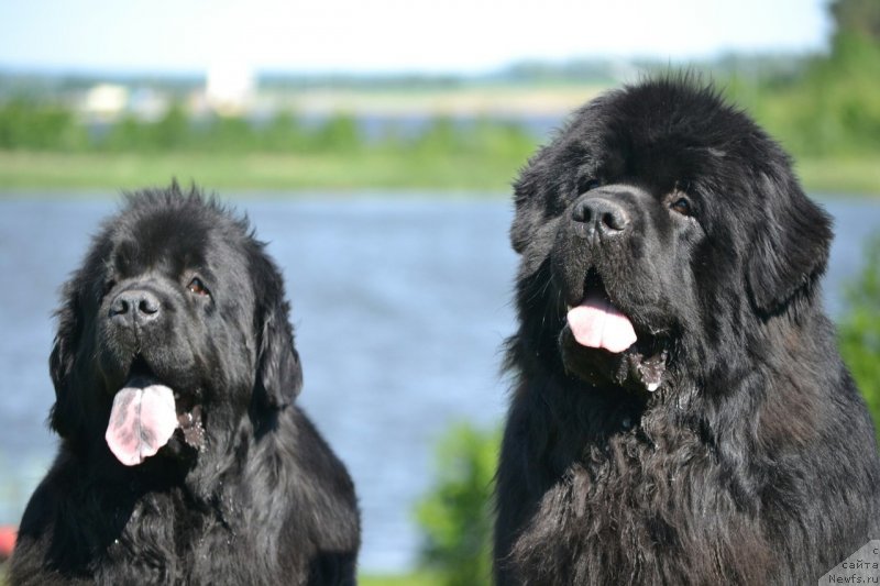 Фото: ньюфаундленд Многоликая Богиня Манифик (Mnogolikaya Boginya Manifik), ньюфаундленд Сент Джонс Эксклюзив (Sent Djons Exclusive)