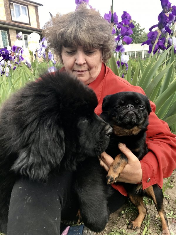 Фото: ньюфаундленд Браунблад МСК Марта Чирфул Леди (Brownblood MSK Martha Cheerful Lady)