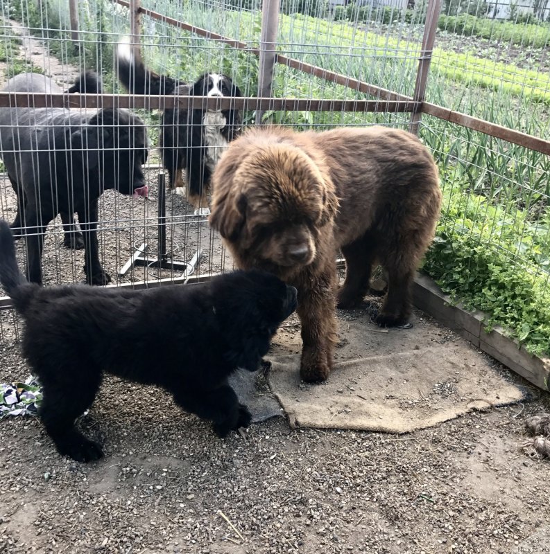 Фото: ньюфаундленд Браунблад МСК Марта Чирфул Леди (Brownblood MSK Martha Cheerful Lady)