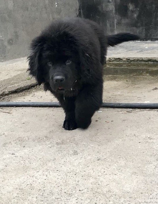 Фото: ньюфаундленд Браунблад МСК Мартин Корэйджес Гай (Brownblood MSK Martin Courageous Guy)
