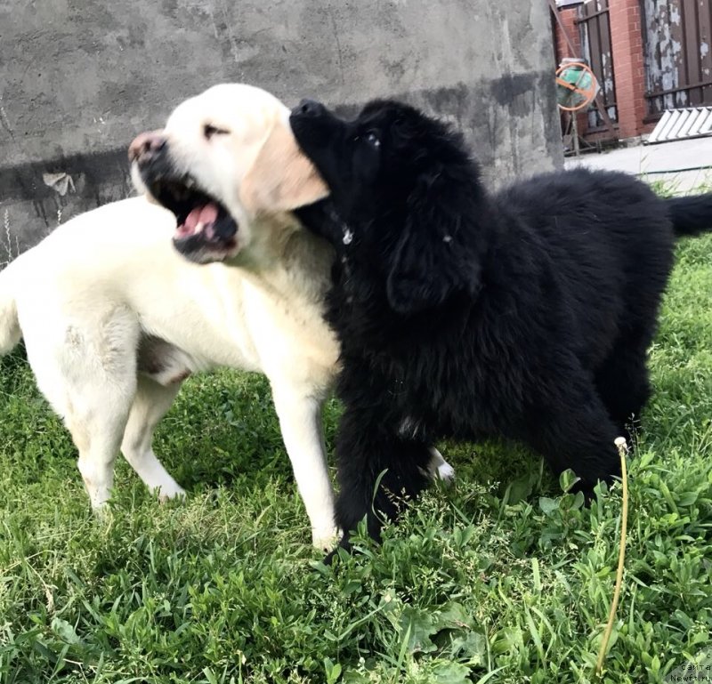 Фото: ньюфаундленд Браунблад МСК Мартин Корэйджес Гай (Brownblood MSK Martin Courageous Guy)