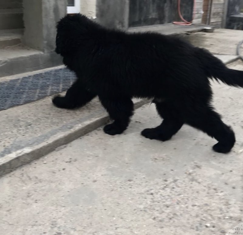 Фото: ньюфаундленд Браунблад МСК Мартин Корэйджес Гай (Brownblood MSK Martin Courageous Guy)