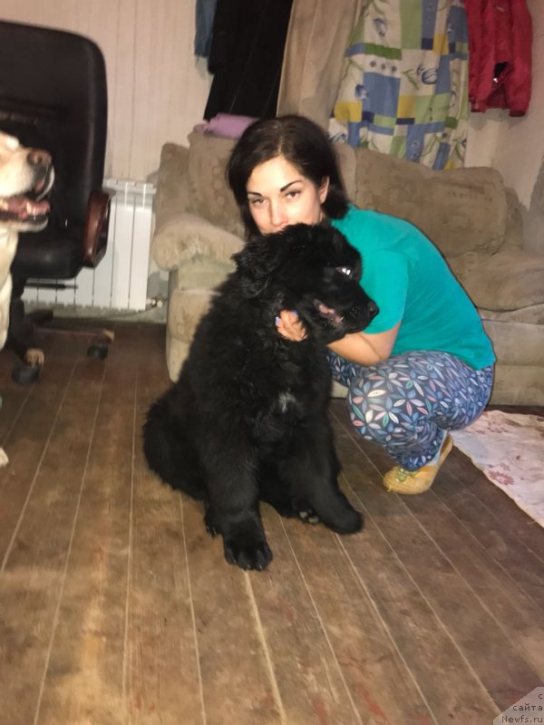 Фото: ньюфаундленд Браунблад МСК Мартин Корэйджес Гай (Brownblood MSK Martin Courageous Guy)