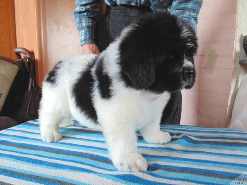 Фото: ньюфаундленд Степная Пальмира Единственный Мой