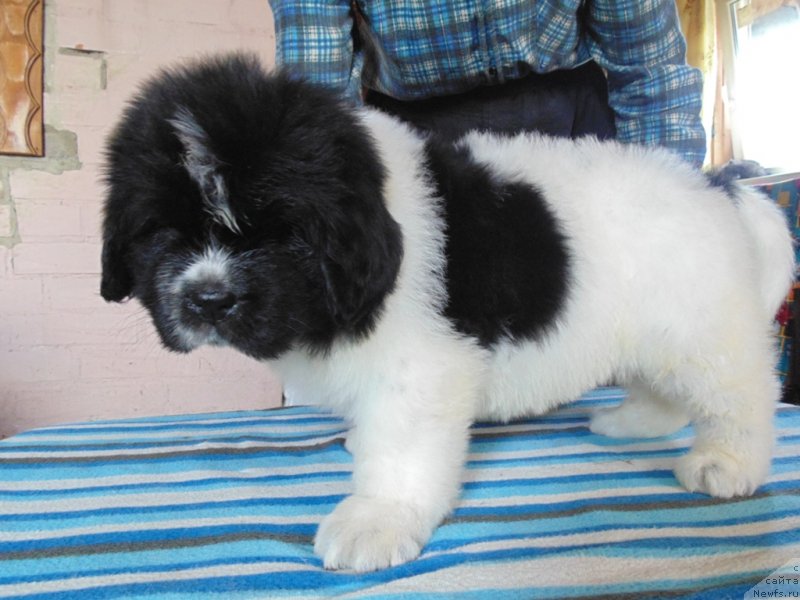 Фото: ньюфаундленд Степная Пальмира Единственный Мой