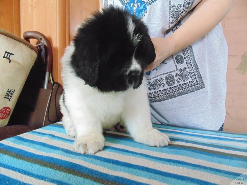 Фото: ньюфаундленд Степная Пальмира Единственный Мой