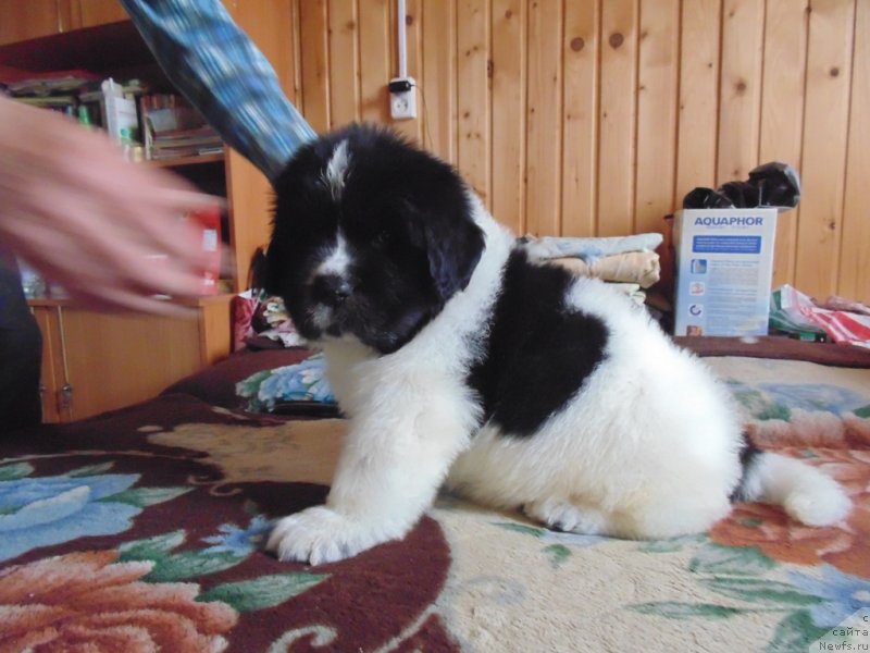 Фото: ньюфаундленд Степная Пальмира Единственный Мой