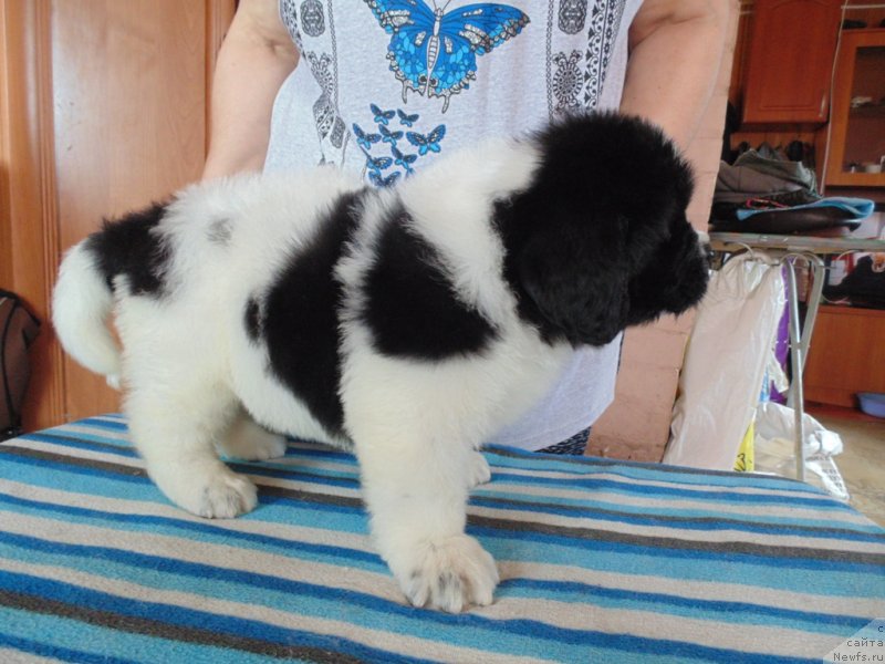 Фото: ньюфаундленд Степная Пальмира Единственный Мой