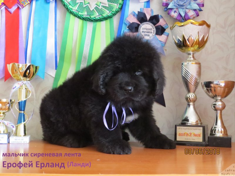 Фото: ньюфаундленд Хит Шелико Ерофей Ерланд