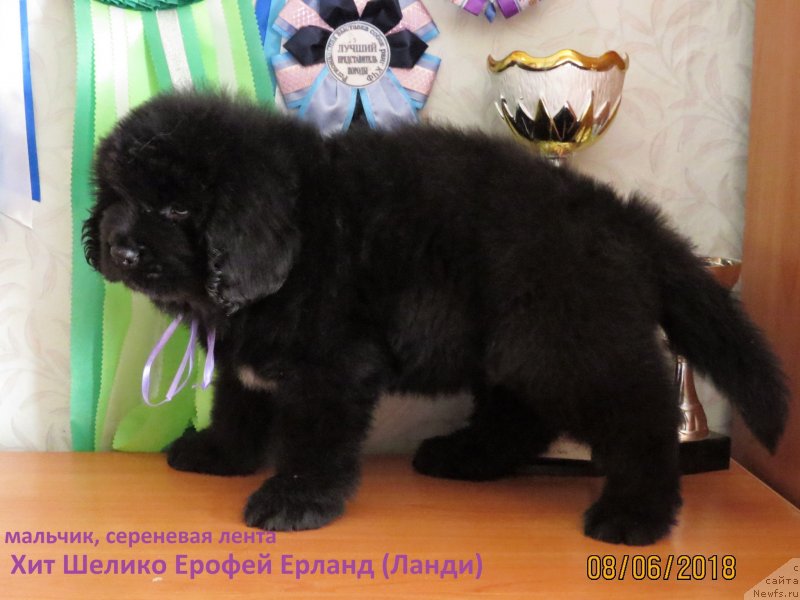 Фото: ньюфаундленд Хит Шелико Ерофей Ерланд