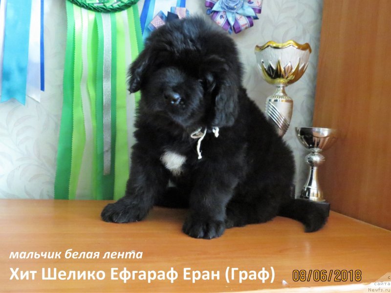 Фото: ньюфаундленд Хит Шелико Ефграф Еран