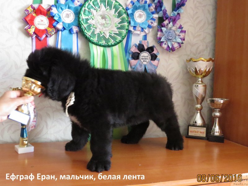 Фото: ньюфаундленд Хит Шелико Ефграф Еран