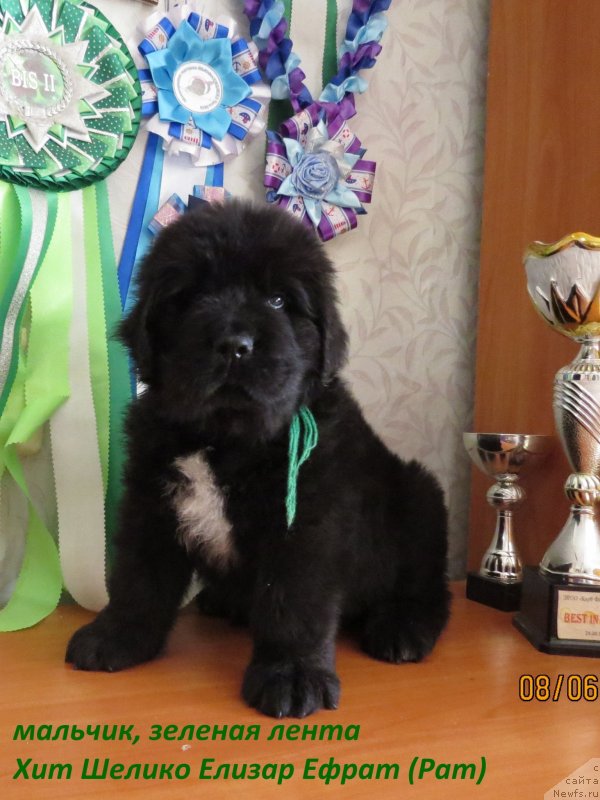 Фото: ньюфаундленд Хит Шелико Елизар Ефрат