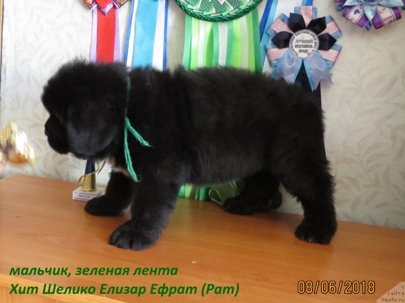 Фото: ньюфаундленд Хит Шелико Елизар Ефрат