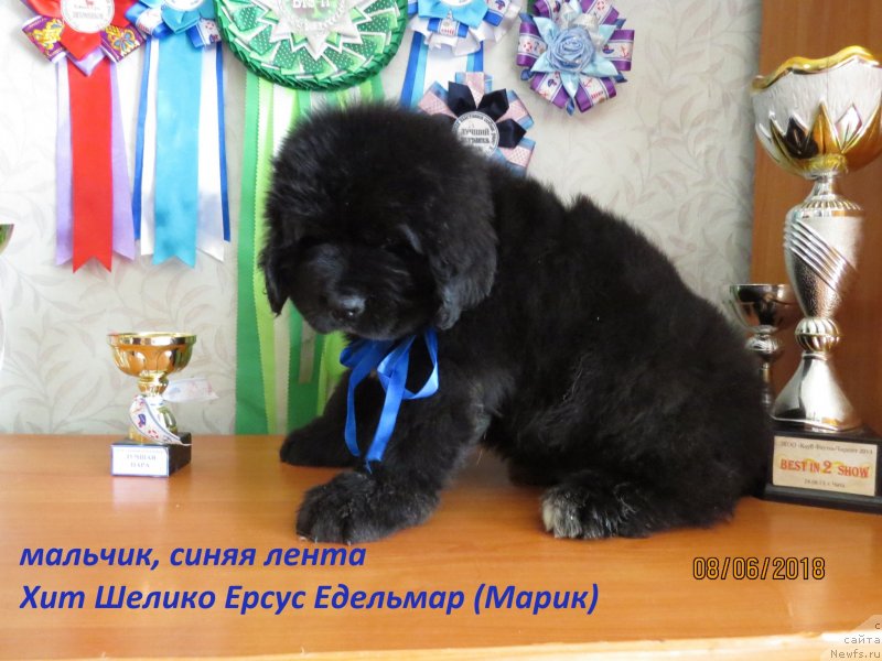 Фото: ньюфаундленд Хит Шелико Ерсус Едельмар