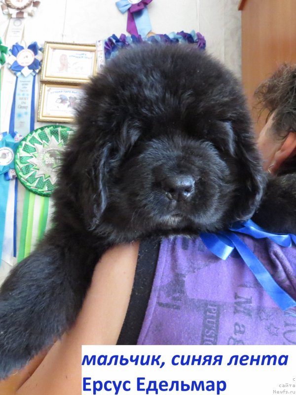 Фото: ньюфаундленд Хит Шелико Ерсус Едельмар