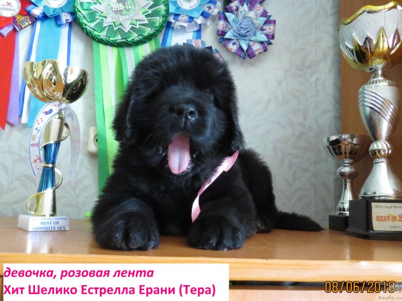 Фото: ньюфаундленд Хит Шелико Естрелла Ерани