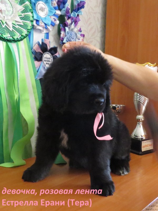 Фото: ньюфаундленд Хит Шелико Естрелла Ерани