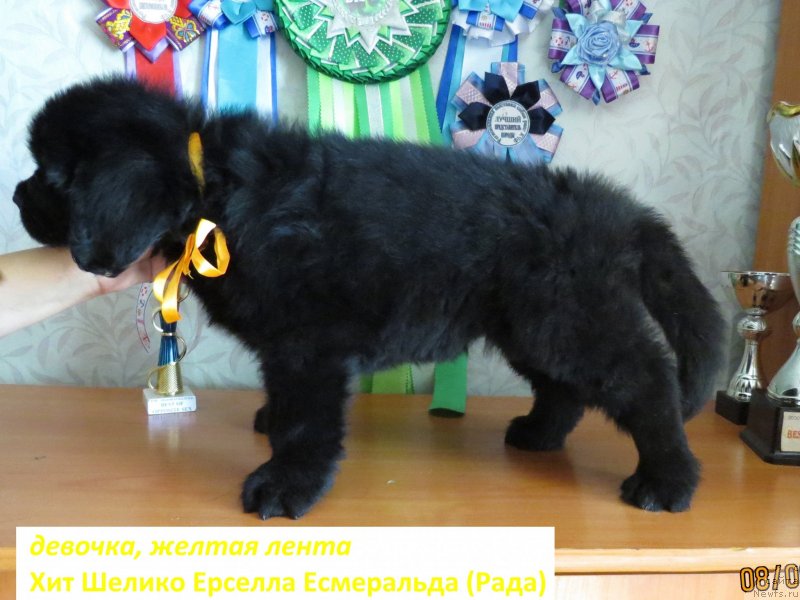 Фото: ньюфаундленд Хит Шелико Ерселла Есмеральда