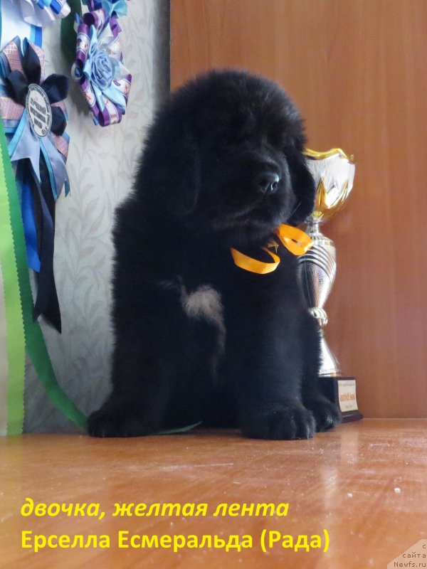 Фото: ньюфаундленд Хит Шелико Ерселла Есмеральда