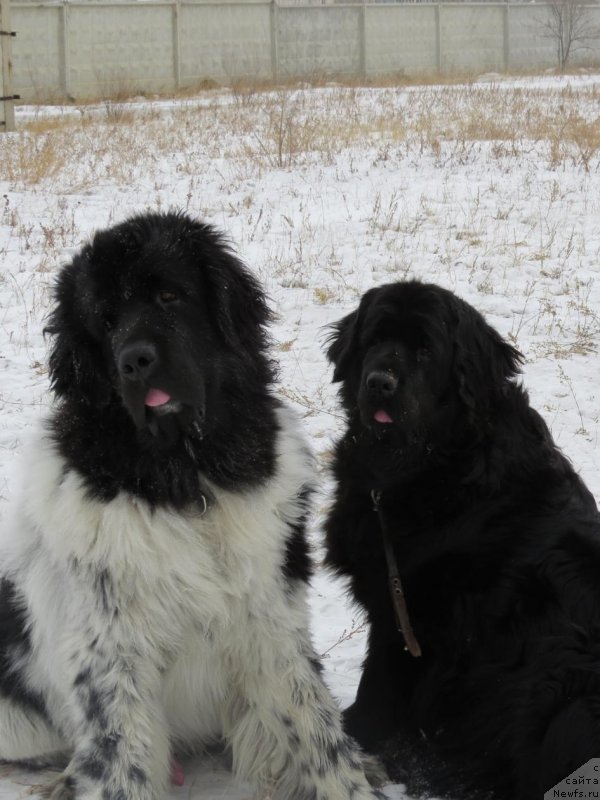 Фото: ньюфаундленд Сказочная Кроха Шекспир, ньюфаундленд Сказочная Кроха Маркиза Малика (Skazochnaya Kroxa Markiza Malika)