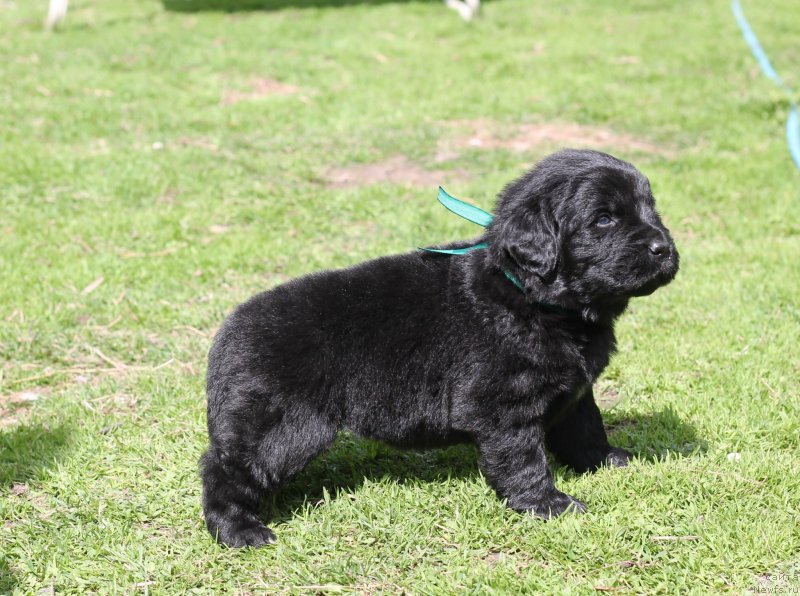 Фото: Obush Shed Ichi Oku No Taiyo