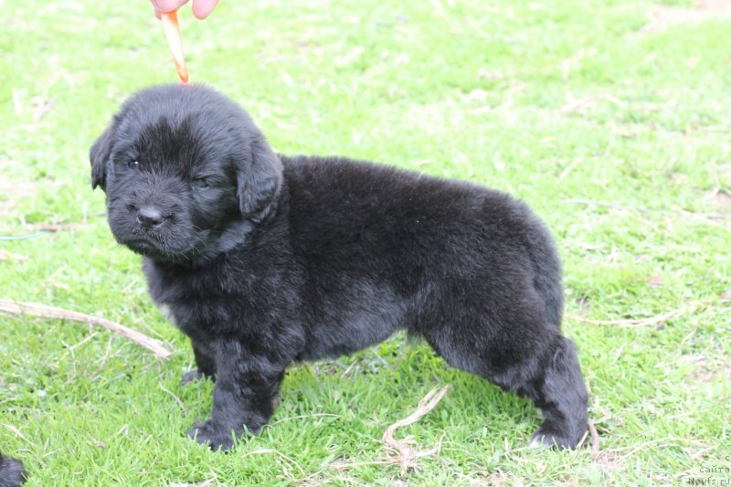 Фото: Obush Shed Indulgenza Plenaria