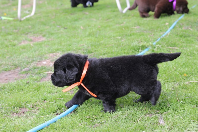 Фото: Obush Shed Indulgenza Plenaria