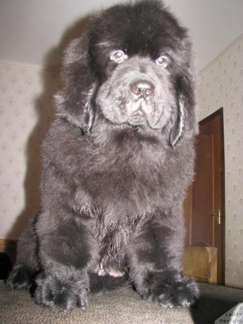 Фото: ньюфаундленд Грациозный со Звездного Неба