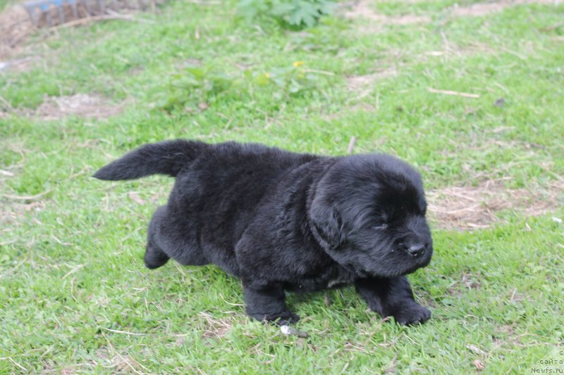 Фото: Obush Shed Inspirert Av Engler