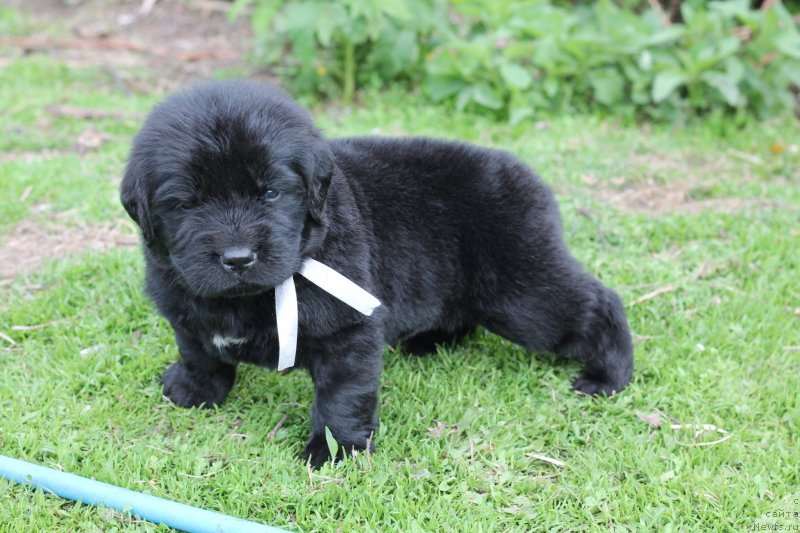 Фото: Obush Shed Inspirert Av Engler