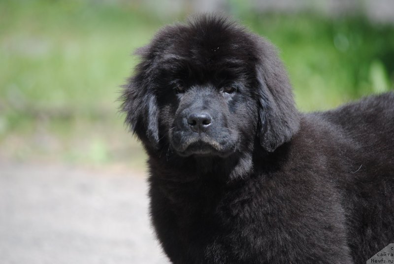 Фото: ньюфаундленд Моя Стихия Розалинда