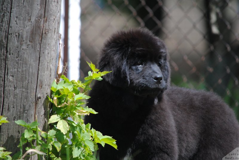 Фото: ньюфаундленд Моя Стихия Розалинда