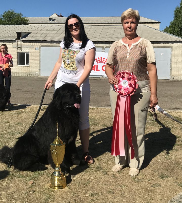 Фото: ньюфаундленд Акватория Келвин Навигатор (Aquatoriya Kelvin Navigator), Анна Серая, Пирогова И.Е.