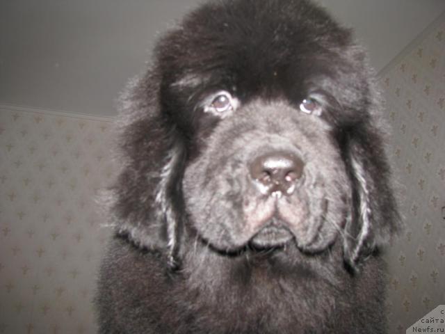 Фото: ньюфаундленд Грациозный со Звездного Неба