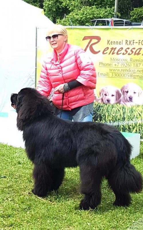 Фото: ньюфаундленд Луис Ферод Винтаж (Luis Ferod Vintazh)