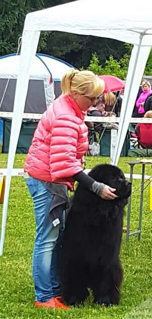 Фото: ньюфаундленд Луис Ферод Винтаж (Luis Ferod Vintazh)