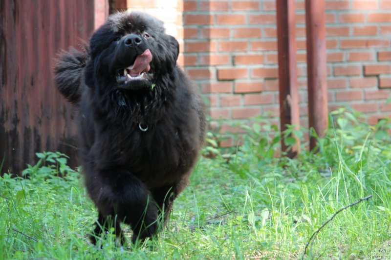 Фото: ньюфаундленд Супер Премиум Элеганс (Super Premium Elegans)